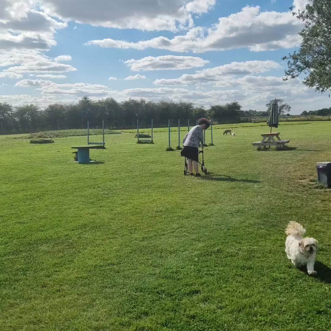 Dog field before stream